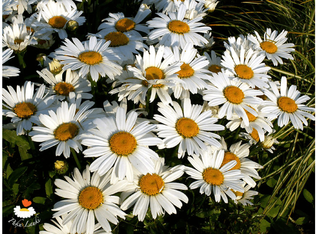 Leucanthemum × superbum   'Snow Lady'